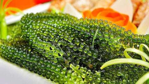 Trước là của hiếm, giá gần triệu đồng/kg, nay thứ 'thần dược biển' này được bán rất rộng rãi, giá rẻ bèo