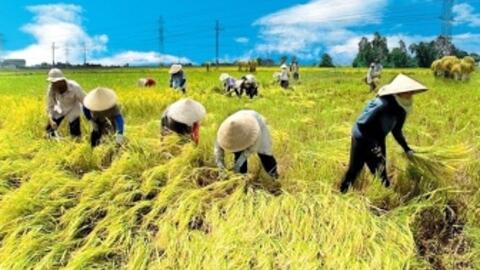 Xuất khẩu gạo Việt Nam vượt Thái Lan