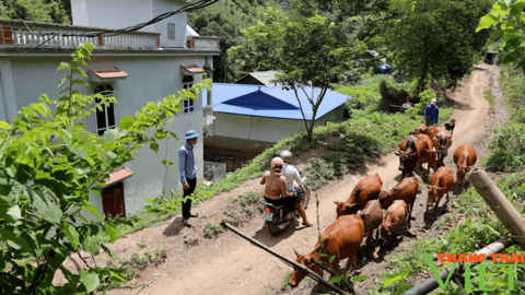 Hiệu quả nguồn Quỹ hỗ trợ nông dân ở huyện vùng cao Bắc Yên
