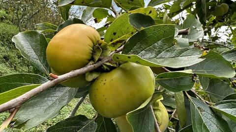 Xây dựng thương hiệu cho đặc sản hồng không hạt ở Mường Khương
