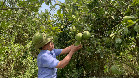 Vụ một Nông dân Việt Nam xuất sắc ở Hưng Yên kêu cứu: Giao Thanh tra huyện vào cuộc