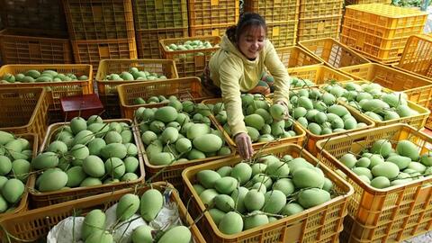 Tuân thủ tiêu chuẩn, chất lượng để thúc đẩy xuất khẩu trái cây Việt Nam