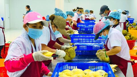 Xuất khẩu rau quả 8 tháng sang Trung Quốc đạt 2,26 tỷ USD, sầu riêng đóng góp gần 1,3 tỷ USD
