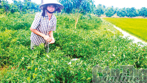 Ớt bán được giá cao 