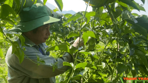 Đòn bẩy giúp nông dân Phong Thổ - Lai Châu giảm nghèo bền vững