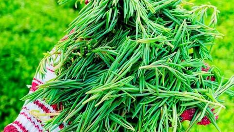 Rau còng còng là rau gì mà được ví như "lộc trời" vì vị độc lạ, muốn mua phải đặt trước và giá khá cao