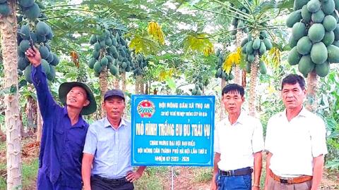 Trồng đu đủ trái vụ: Mô hình kinh tế cho thu nhập cao