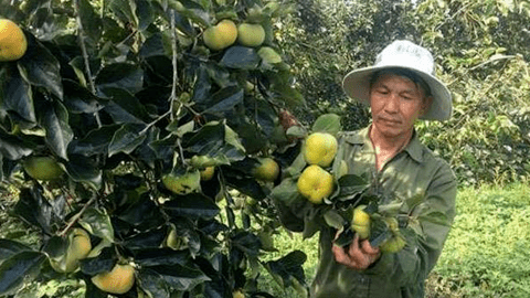 Loại cây trồng làm bóng mát hàng trăm năm trước, giờ hái quả bán thu về hàng trăm triệu mỗi năm