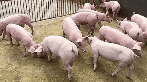 Giá lợn hơi xuống thấp, nhiều doanh nghiệp kêu than như vạc, vì sao Phú Sơn vẫn có lãi?