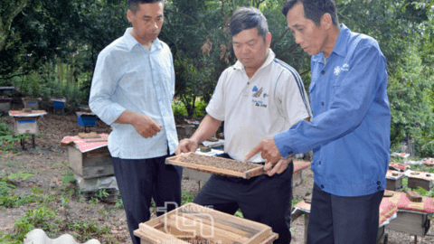 Người dân nơi đây nuôi ong dưới tán rừng thế nào mà thu nhập thêm tới hơn 100 triệu đồng/năm