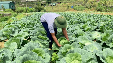Trồng rau trái vụ ở Sa Pa, nông dân ung dung bán bao nhiêu cũng hết, tiền thu đầy túi