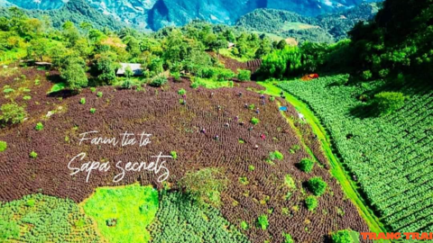 Sa Pa đẩy mạnh phát triển cây dược liệu
