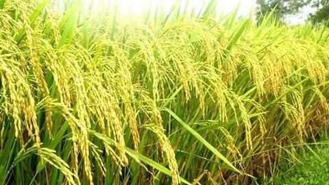 Ấn Độ sắp hạ giá sàn gạo basmati, giá lúa, gạo xuất khẩu của Việt Nam ra sao?