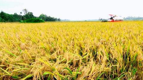 Thị trường gạo châu Á vắng vẻ do giá cao, trong nước giá lúa Thu Đông bật tăng trở lại