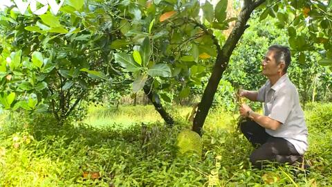 Trồng mít xen măng cụt, kết hợp nuôi ốc, lão nông 80 tuổi khỏe ra, còn thu hàng trăm triệu đồng/năm