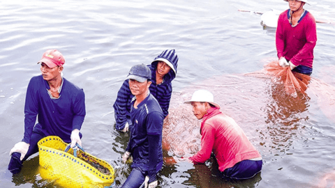 Tăng tính chủ động phòng, chống dịch bệnh trong nuôi trồng thủy sản 