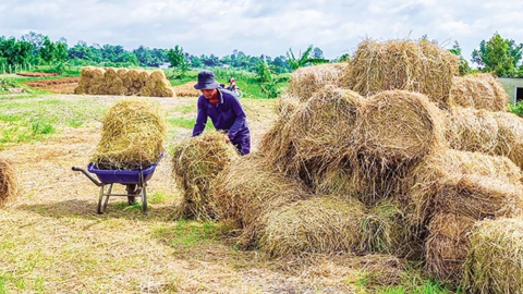 Tận dụng rơm rạ nâng cao thu nhập 