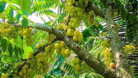 Thứ quả dại bỗng chốc hót cả trong ẩm thực thường ngày lẫn y học cổ truyền, biết giá càng muốn mua ăn