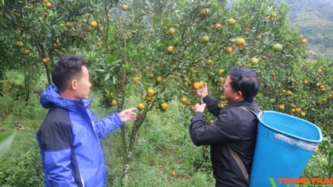 Mường Khương chuẩn bị vào vụ thu hoạch quýt đặc sản