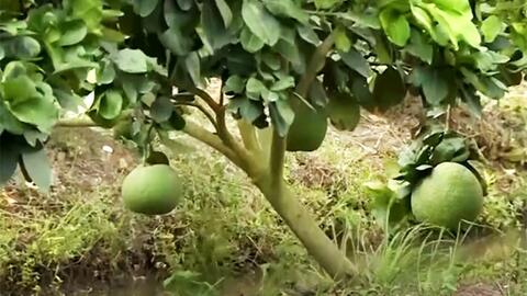 Long An: Chuyển đổi cây trồng trên đất lúa giúp thu lãi hàng trăm triệu đồng/ha