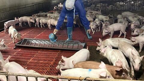 Gương Nông dân Việt Nam xuất sắc: Mô hình chăn nuôi sạch thu lãi trên 1 tỷ đồng mỗi năm của chị Nguyễn Thị Thanh Tâm