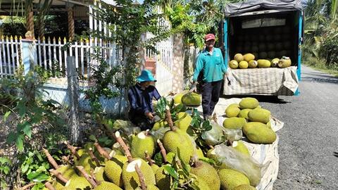 Chuyển đổi cây trồng đem lại hiệu quả gấp từ 2 - 8 lần ở Đồng Tháp