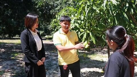 Trồng thử nghiệm thành công giống xoài Keitt có xuất xứ từ Hoa Kỳ
