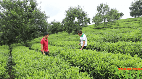 Những người phụ nữ làm kinh tế giỏi ở vùng cao Sơn La