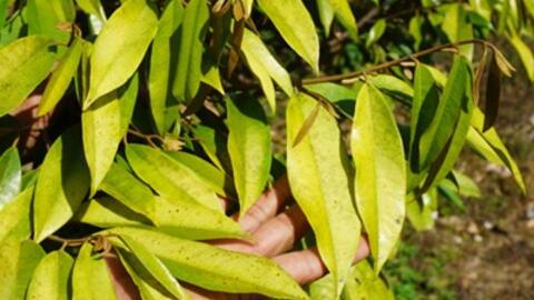 Nhiều diện tích sầu riêng ở Lâm Đồng bị vàng lá thối rễ