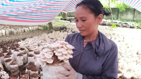 "Góc khuất" chuyển đổi số nông nghiệp: Xã nông thôn mới kiểu mẫu Thủ đô chuyển đổi số nửa chừng (Bài 3)