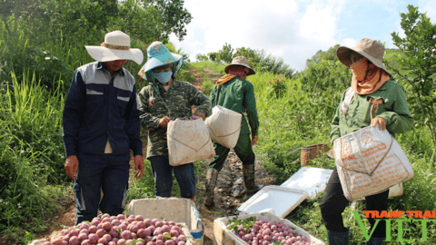Điểm tựa giúp nông dân vùng cao vươn lên làm giàu