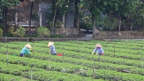 Tiền Giang: Phát triển vùng chuyên canh rau theo hướng an toàn