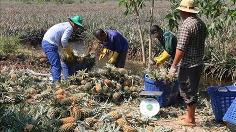 Sản xuất rải vụ, nông dân trồng dứa Đồng Tháp Mười trúng mùa, bội thu