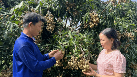 Ô Môn hỗ trợ nhà vườn xây dựng mã số vùng trồng 