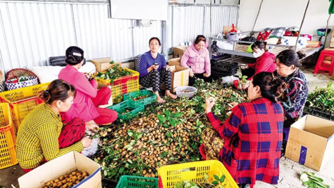 Phối hợp đảm bảo an toàn thực phẩm và nâng cao chất lượng nông sản 
