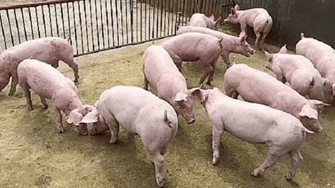 Giá lợn hơi toàn quốc nhuộm sắc đỏ, giảm mạnh đồng loạt