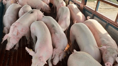 Giá lợn hơi hôm nay "trượt dốc cao", toàn quốc giảm sâu