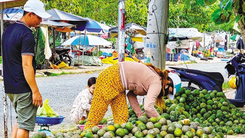 Cam sành giá thấp, khó tiêu thụ 