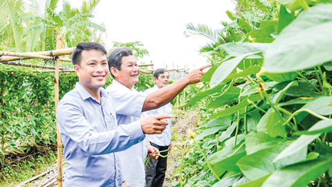 Vành đai rau xanh giúp dân thoát nghèo 