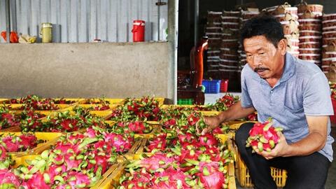 Thanh long cuối mùa giá cao gấp 3 lần cùng kỳ năm trước