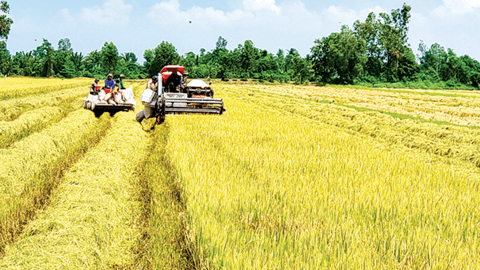 Liên kết để hài hòa lợi ích trong chuỗi giá trị lúa gạo 