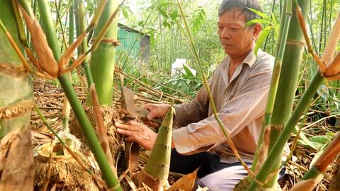 Nông dân Cái Răng trồng tre tứ quý ít chi phí, không lo đầu ra
