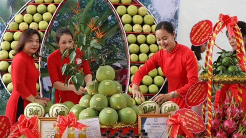 Tìm đường xuất ngoại cho bưởi đặc sản Đoan Hùng