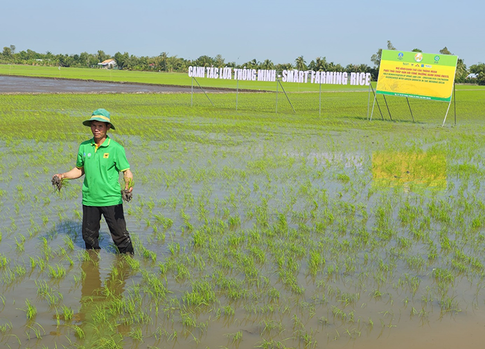 Thực hiện canh tác lúa thông minh phát thải thấp gắn với tăng trưởng xanh 