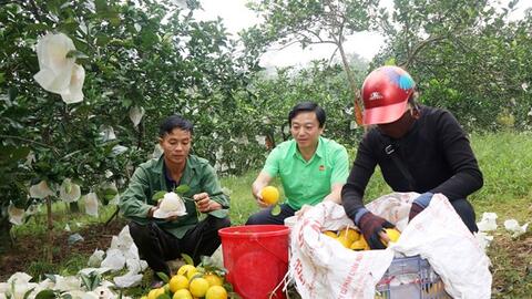 Nông dân Hà Tĩnh thu nhập cao từ trồng cam đặc sản