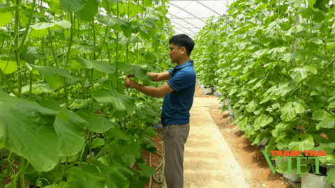 Lai Châu: Ứng dụng tiến bộ khoa học kĩ thuật vào sản xuất, nông dân Tân Uyên khá giả hẳn lên