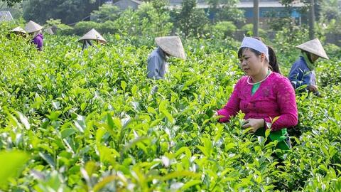 Hỗ trợ 13 xã vùng dân tộc thiểu số phát triển kinh tế