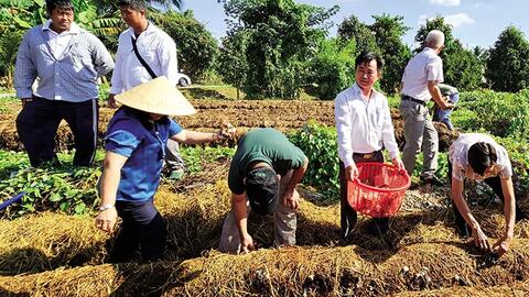 Giá nấm rơm tăng cao, xoài Ðài Loan giảm giá 