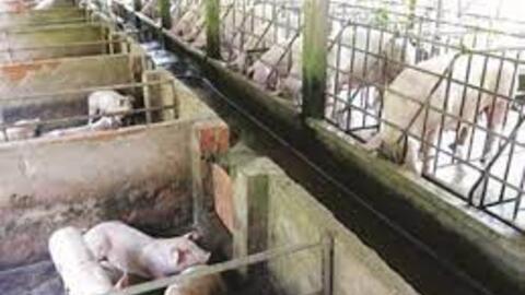 Trà Vinh ưu tiên chăn nuôi theo quy mô trang trại