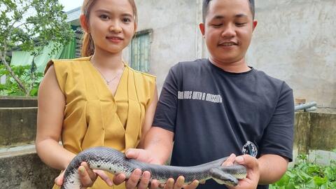 Mô hình nuôi rắn ri cá cho thu nhập cao 